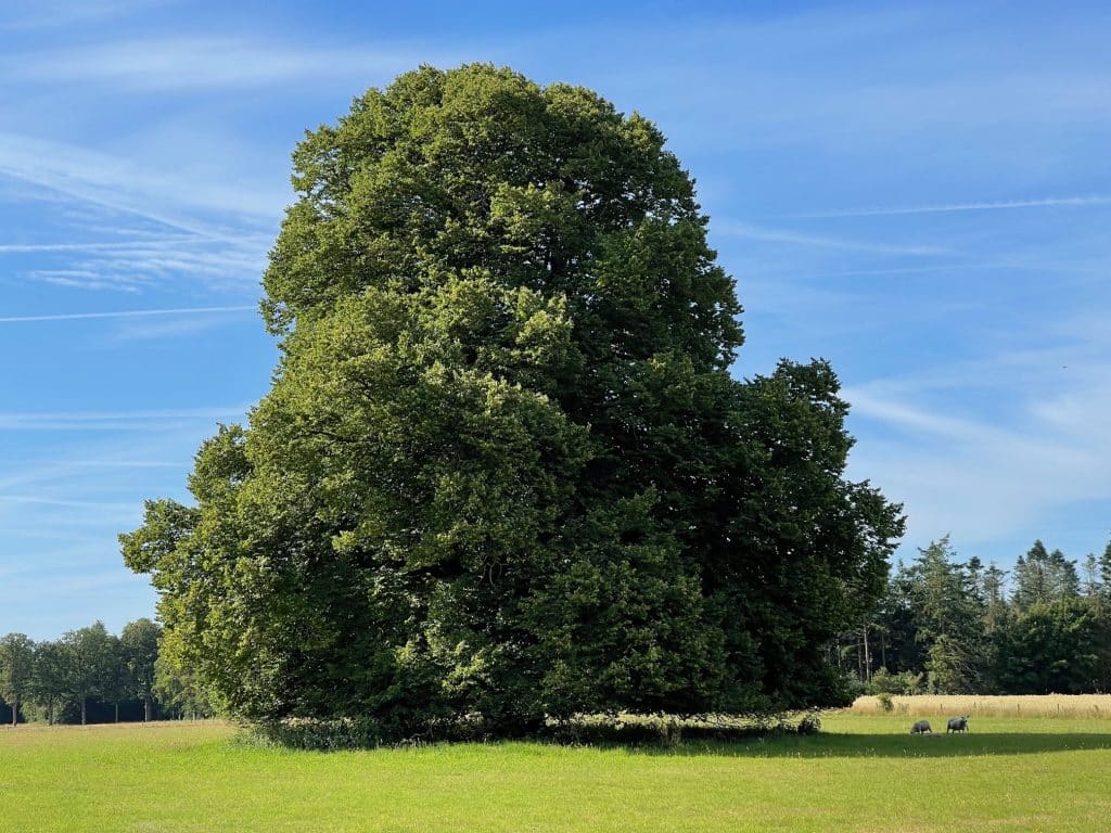 linde aan de Oude Balksterweg in Oudemirdum